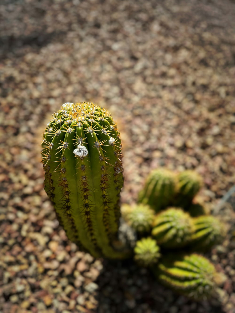 a green cactus with a tiny white flower