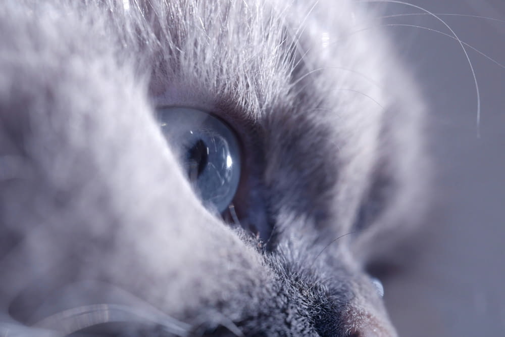 a close up of a cat's blue eyes