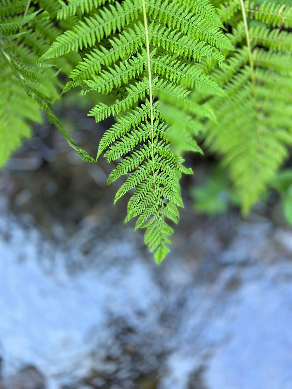 a close up of a green plant near a river