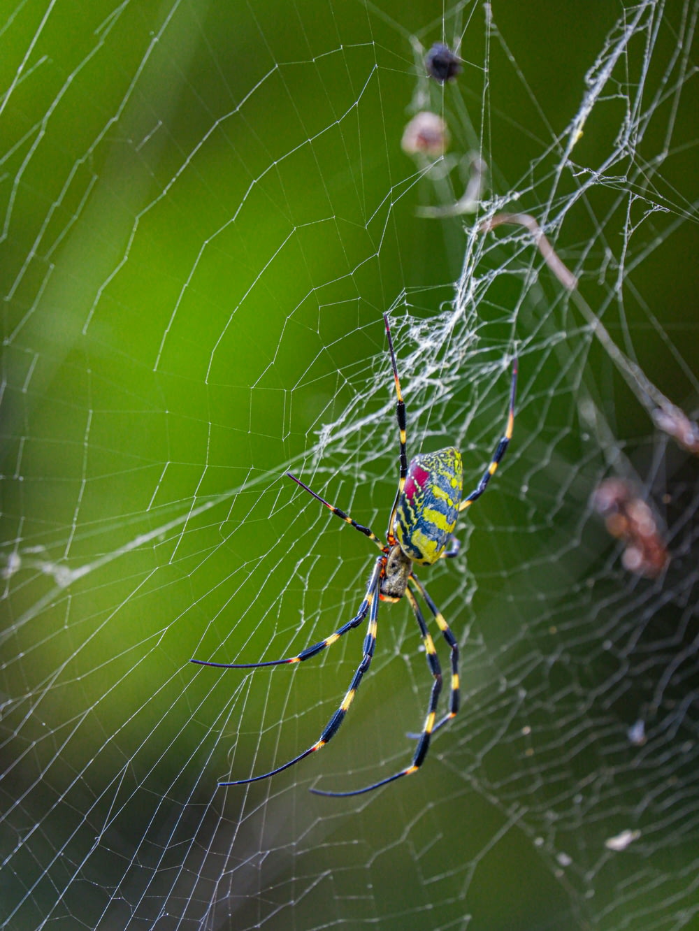 una araña amarilla y azul sentada en una telaraña