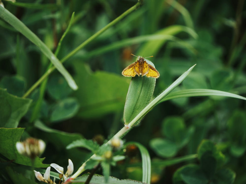 초록색 식물 위에 앉아있는 작은 노란 나비