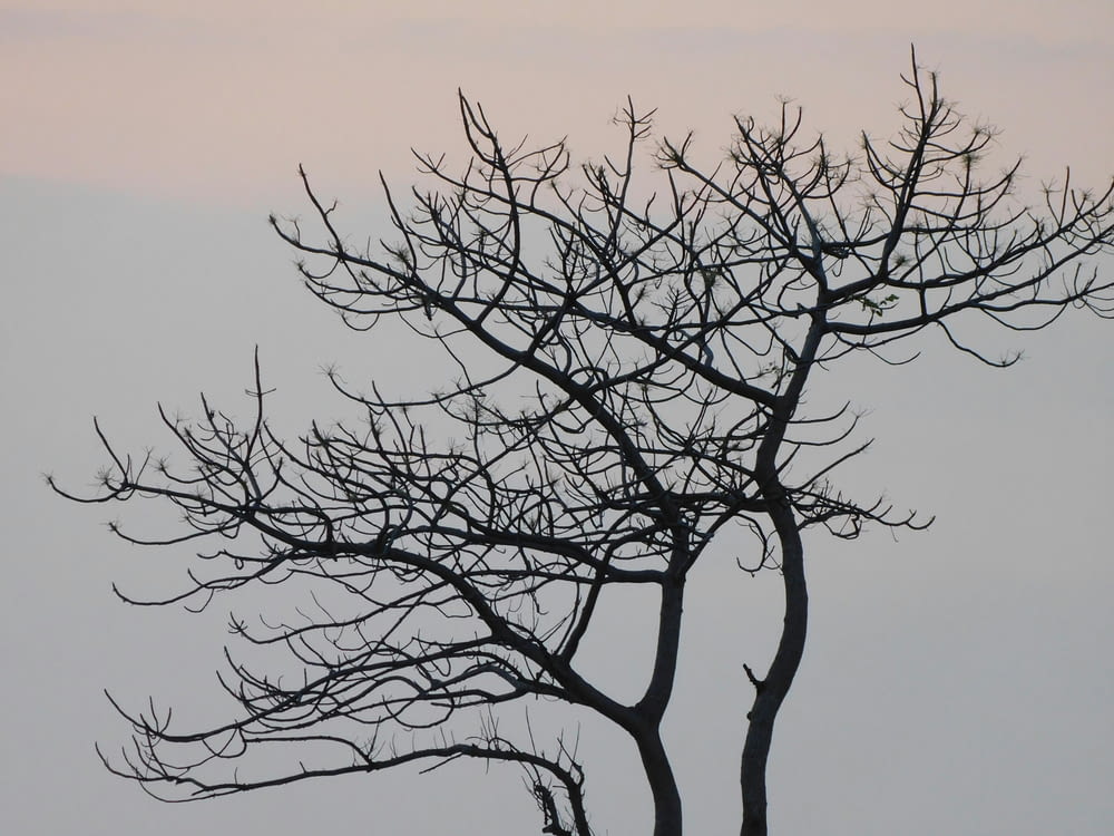 a tree with no leaves in front of a gray sky