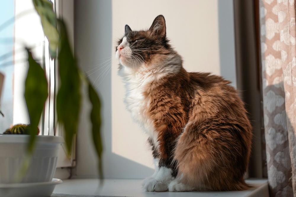 a cat sitting on a window sill next to a potted plant