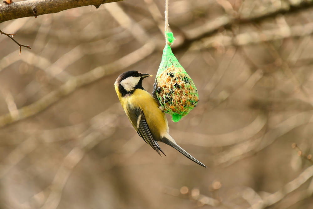 a bird hanging from a tree with a bird feeder