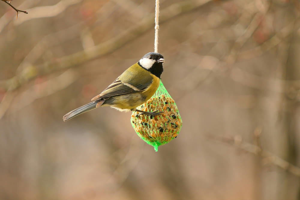 a bird hanging from a bird feeder in a tree