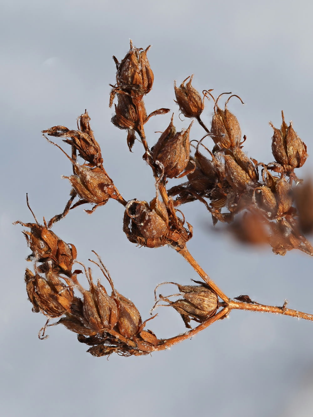 a dried plant with a blue sky in the background