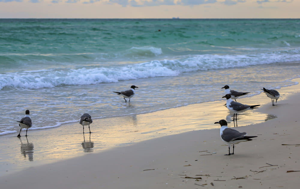 un groupe d’oiseaux debout au sommet d’une plage de sable