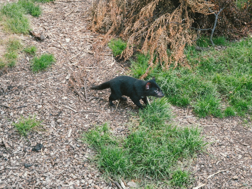 a small black dog walking across a grass covered field