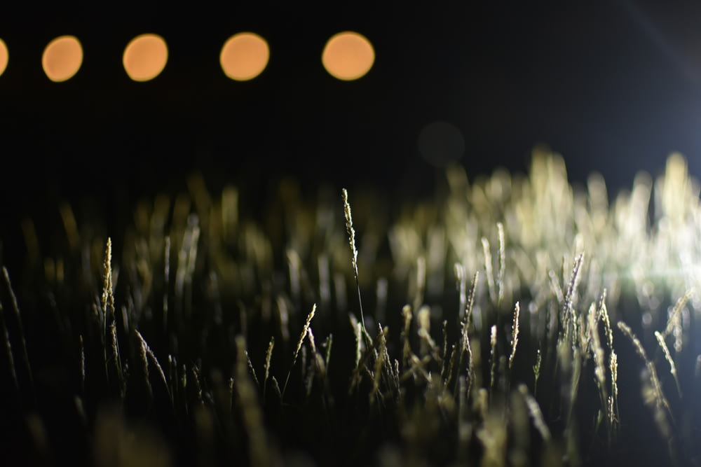 a close up of some grass with lights in the background