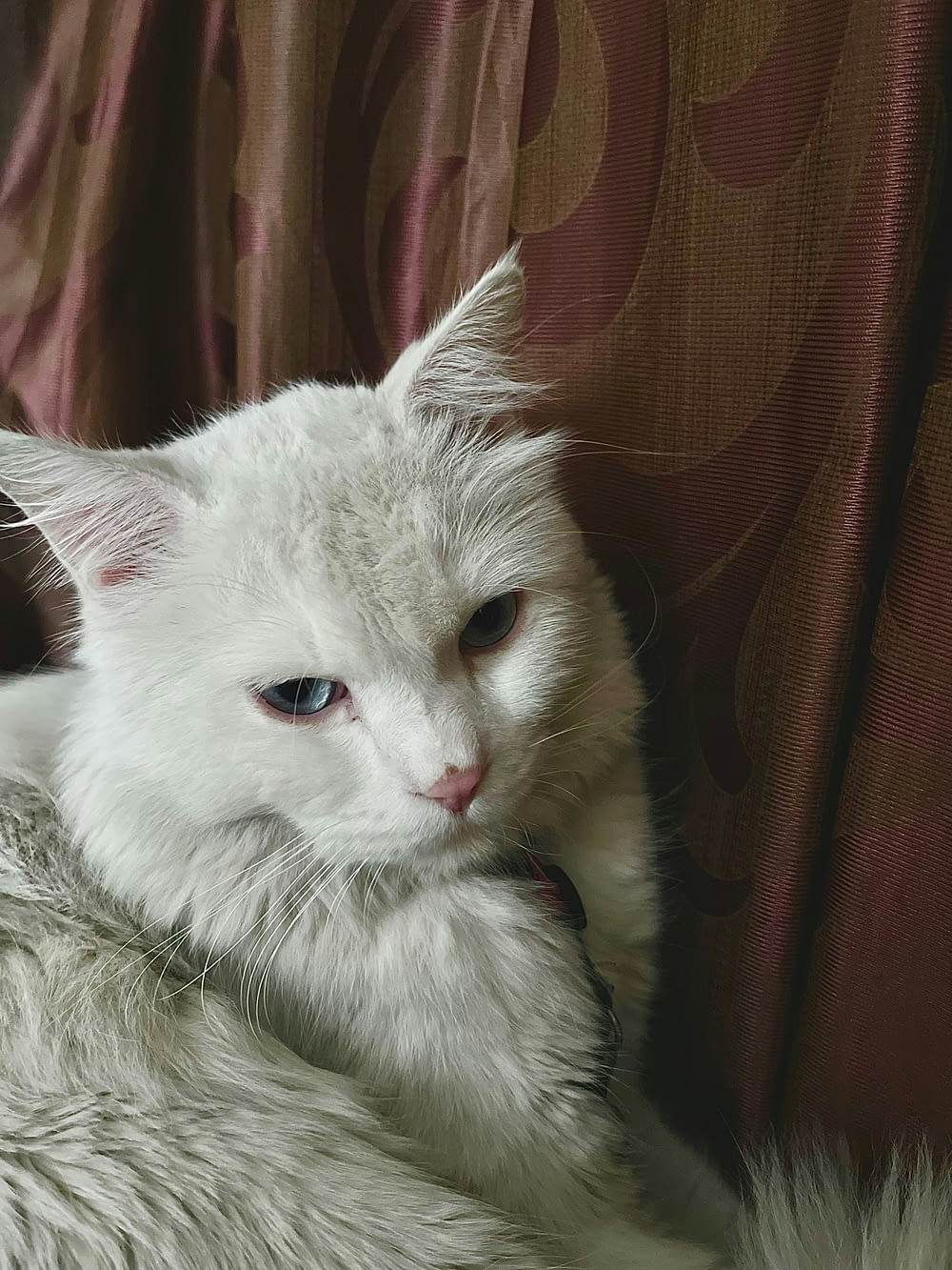 a white cat with blue eyes sitting on a couch