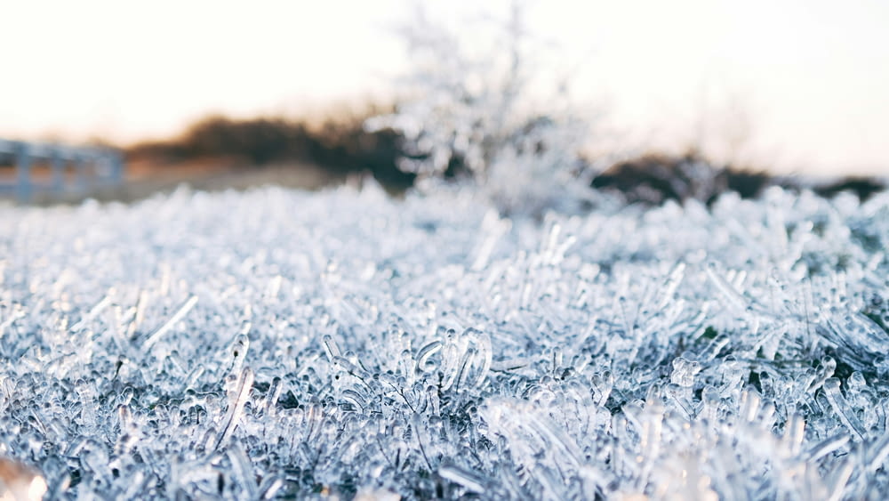 a field of frosted grass with trees in the background