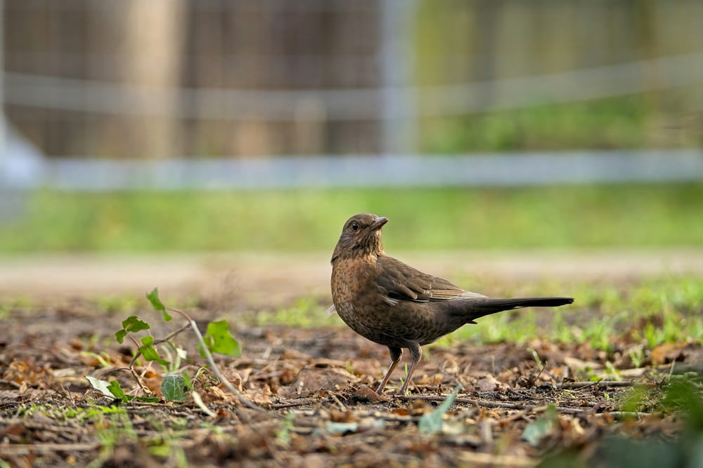 a brown bird standing on top of a leaf covered ground
