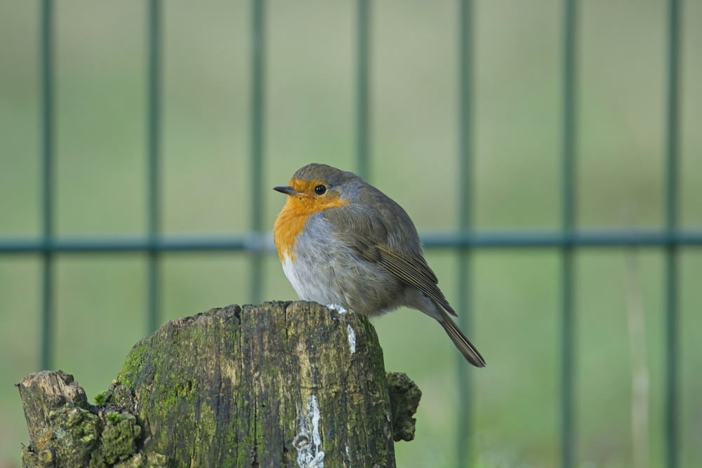 a small bird perched on top of a tree stump