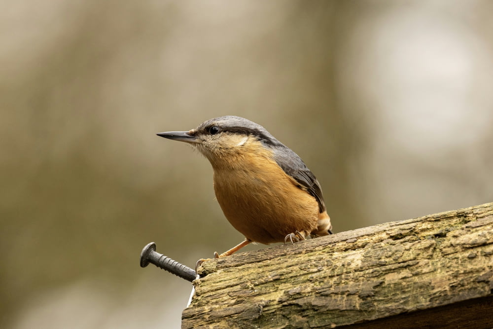 a small bird perched on a piece of wood