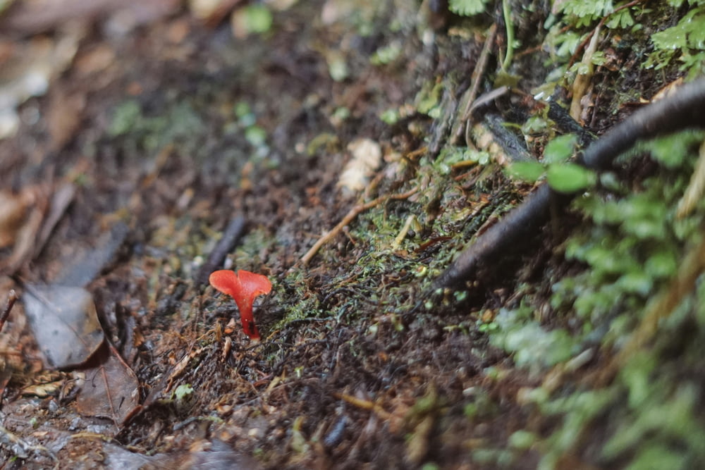 un pequeño hongo rojo sentado en el suelo