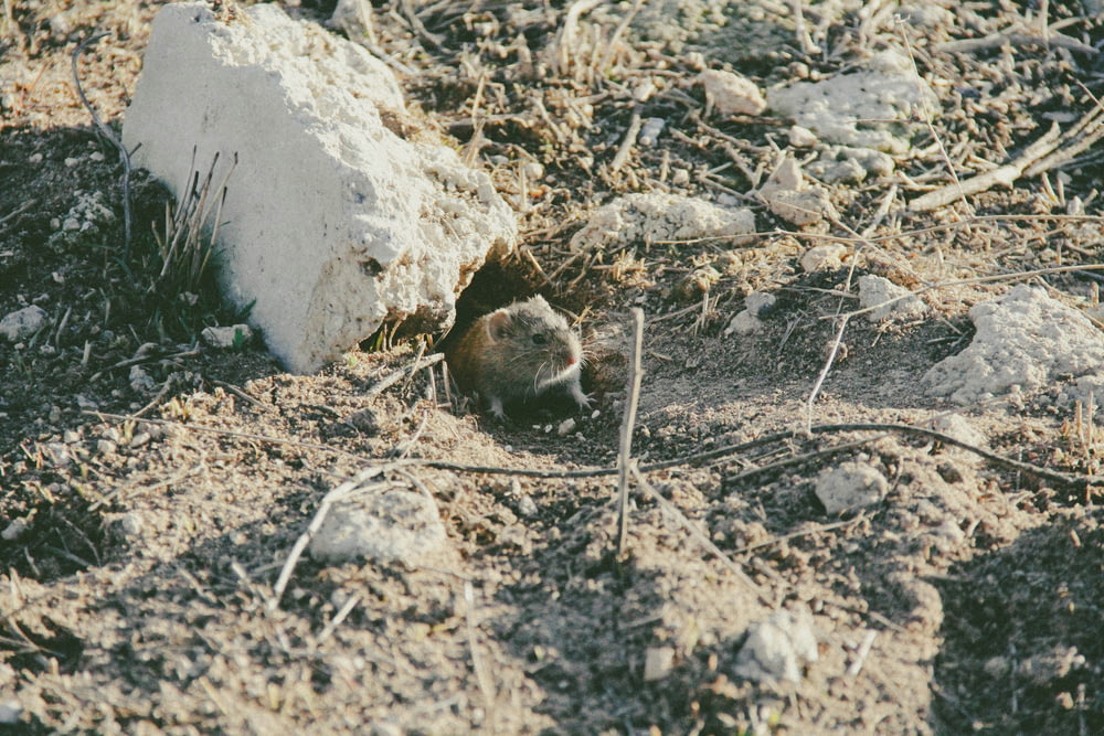 a small rodent in the dirt near a rock