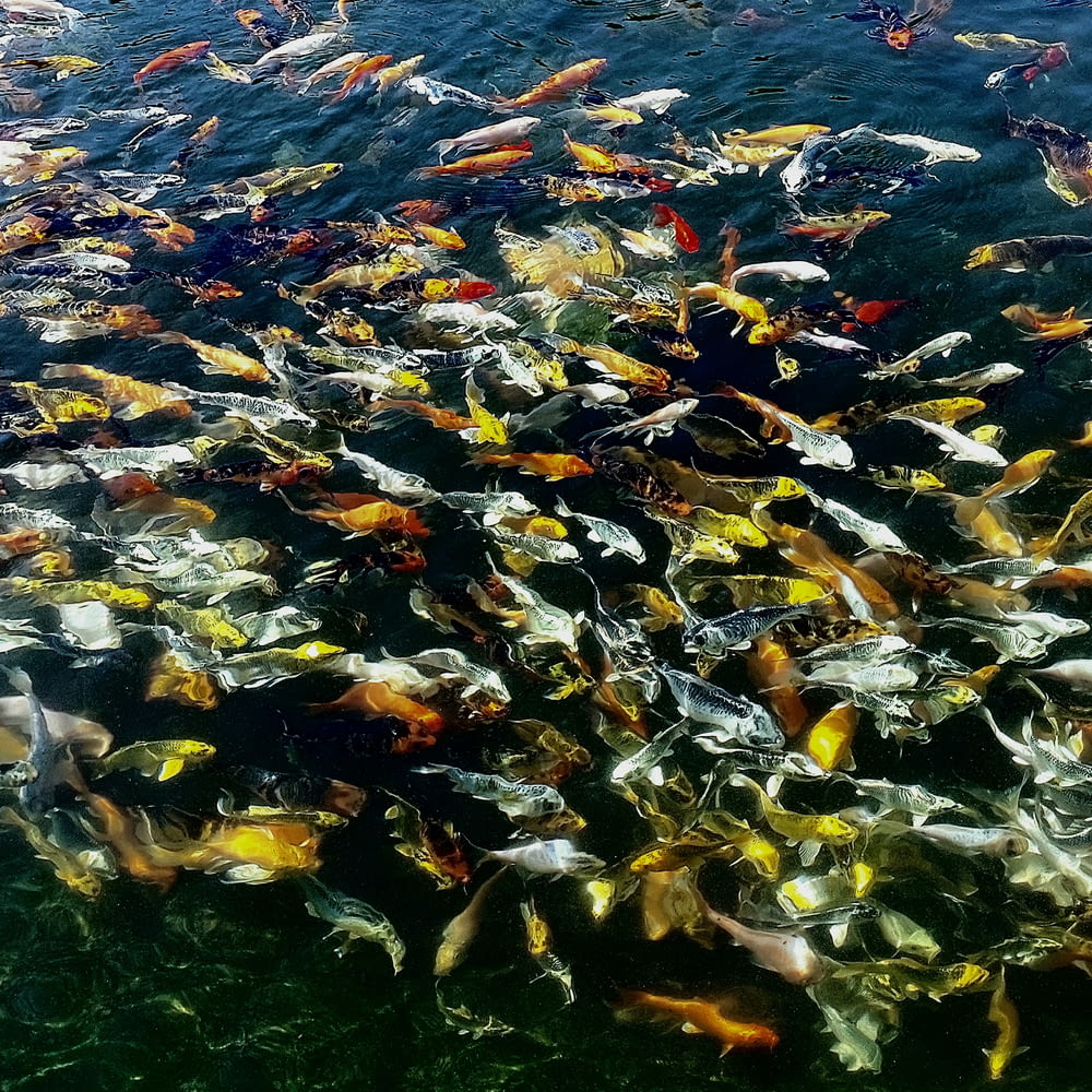a large amount of fish swimming in a body of water