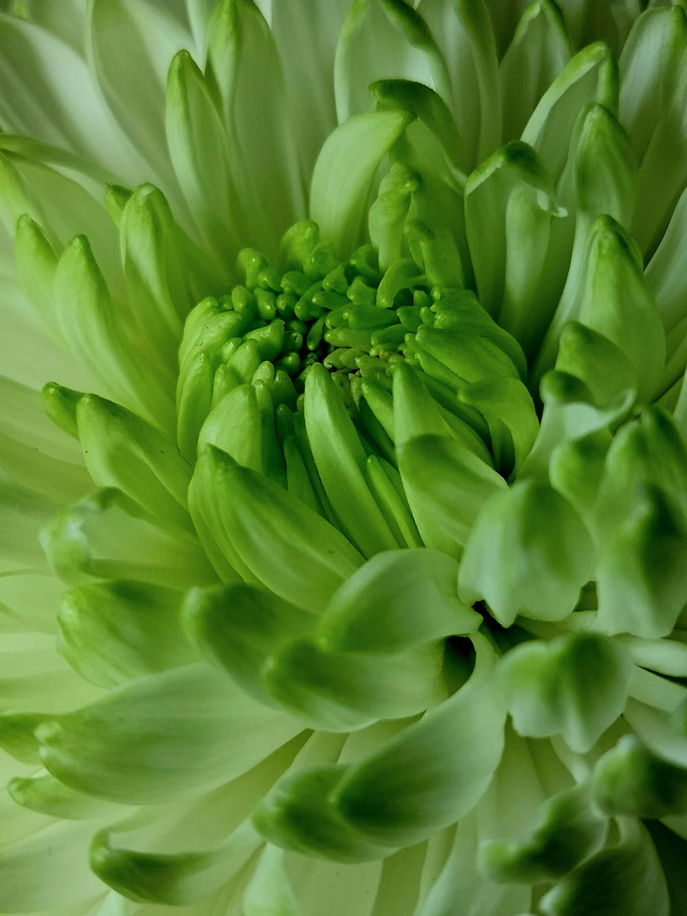 a close up of a large green flower