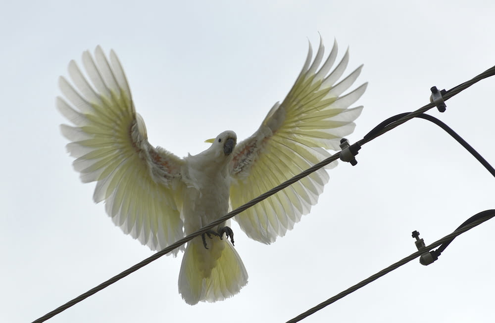 a white bird with its wings spread on a power line
