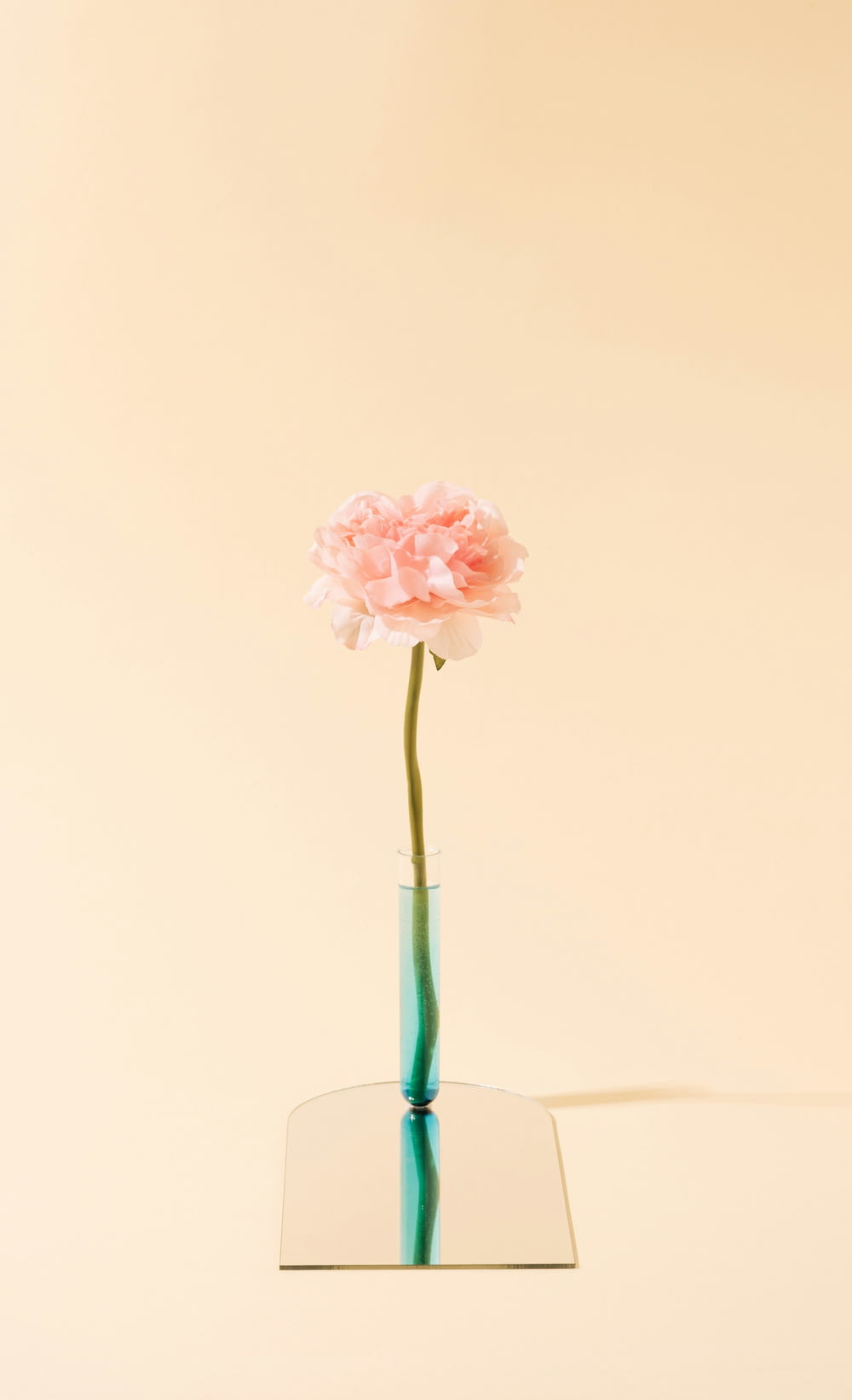 a single pink carnation in a glass vase
