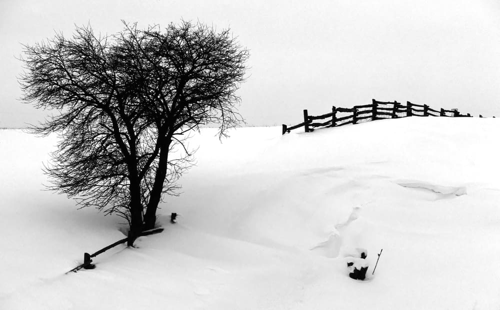 ein Schwarz-Weiß-Foto eines Baumes im Schnee