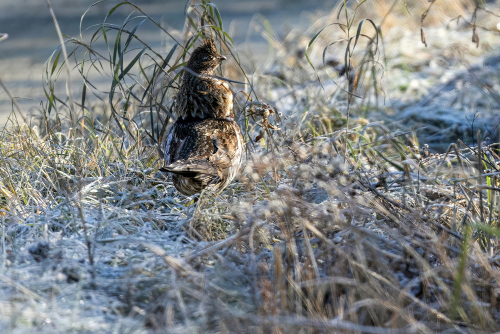 ein Vogel, der mitten auf einem verschneiten Feld steht