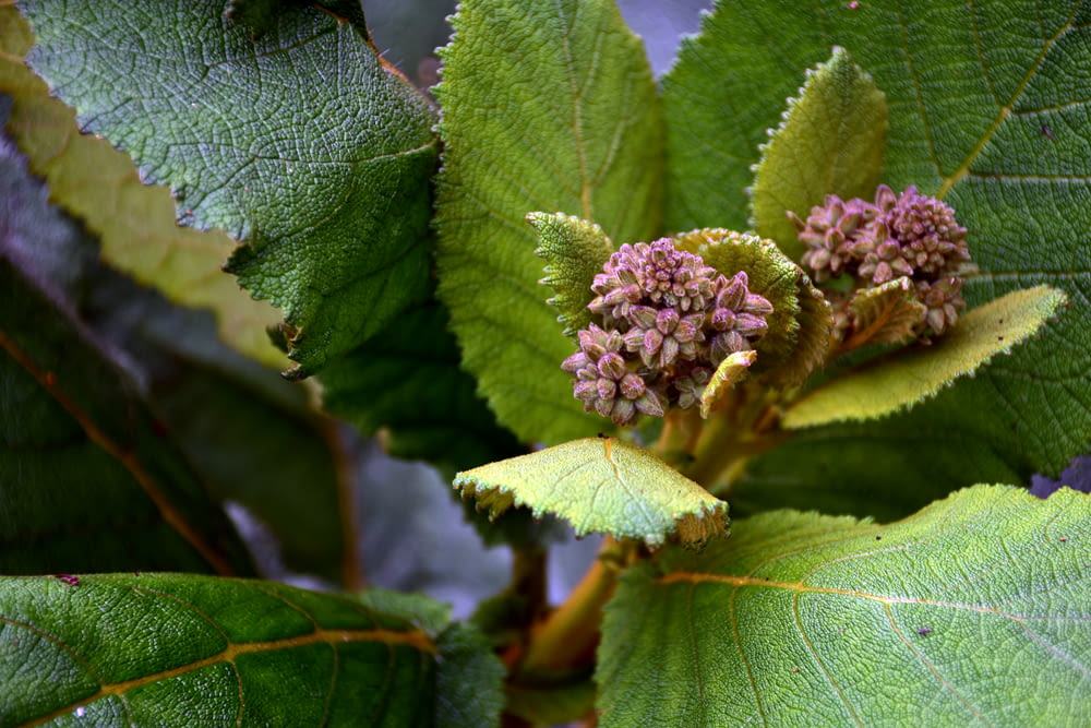 a close up of a plant with leaves and flowers