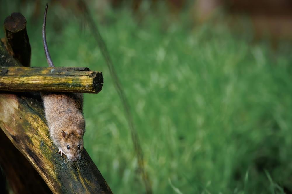 a small rodent climbing on a piece of wood