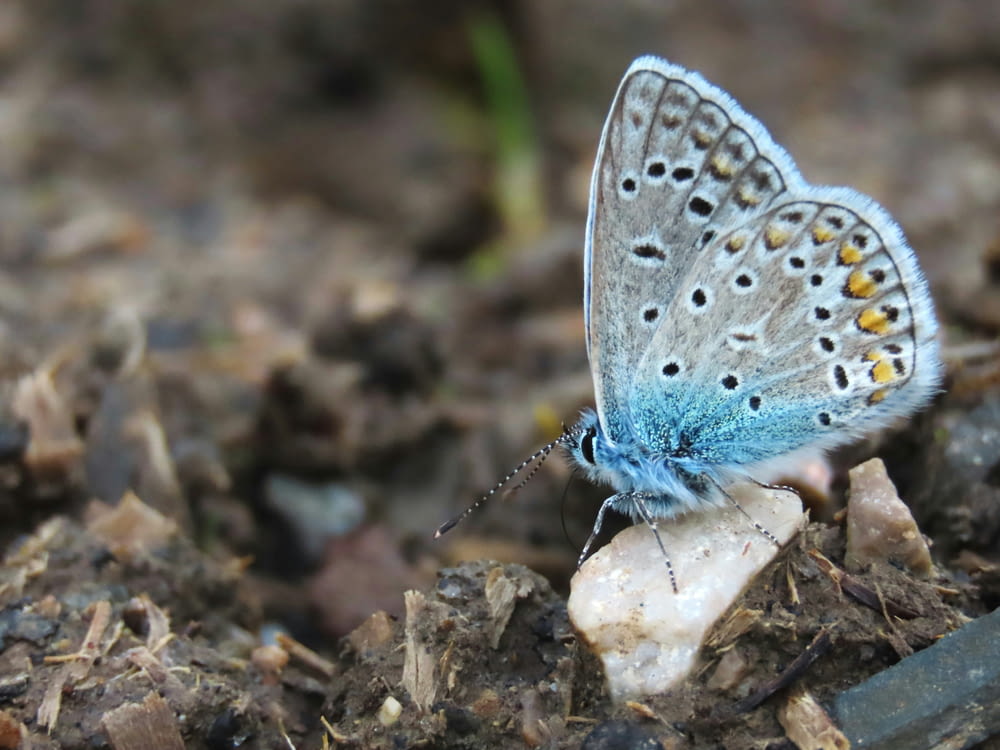 a small blue butterfly sitting on top of a rock