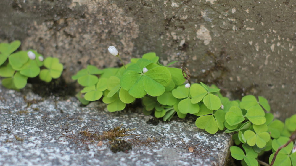 small green plants growing out of a crack in a concrete wall
