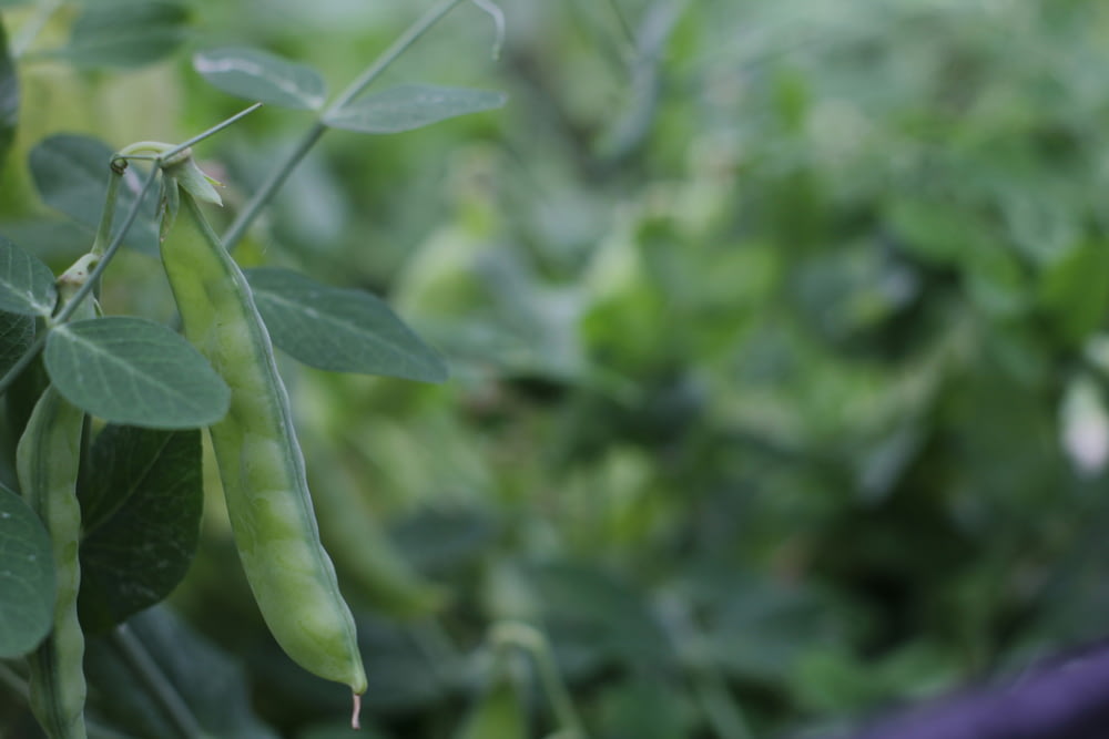 a close up of a pea plant with green leaves