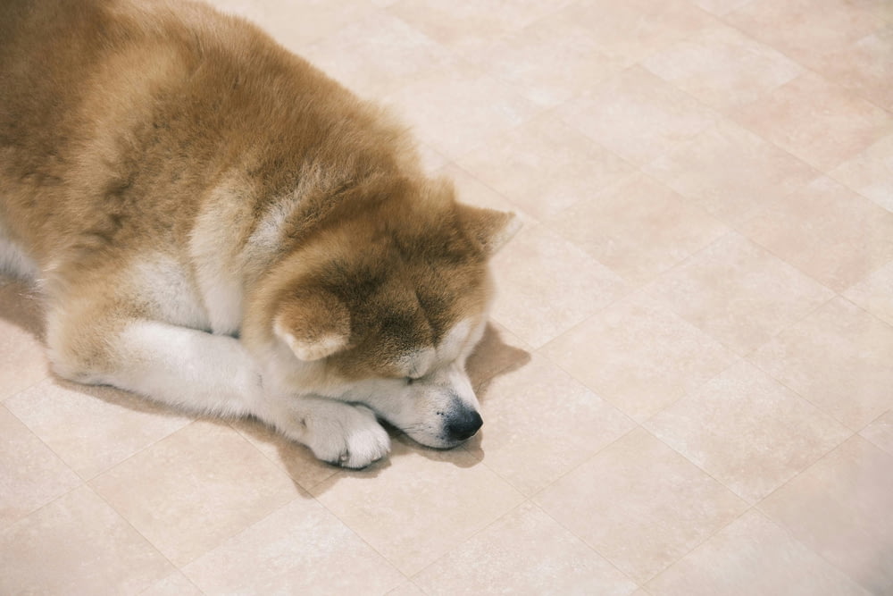un chien brun et blanc couché sur un sol carrelé