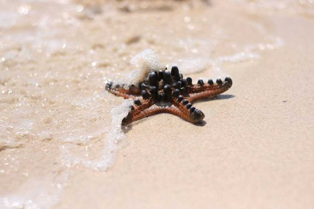 a starfish on the sand of a beach