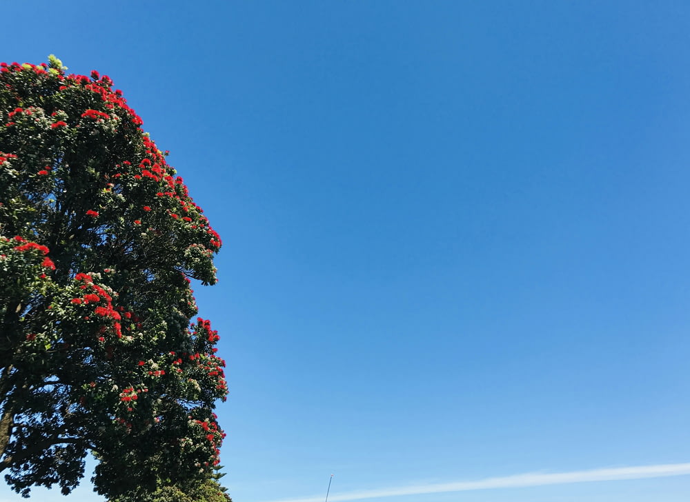 a tree with red flowers in the foreground and a blue sky in the background