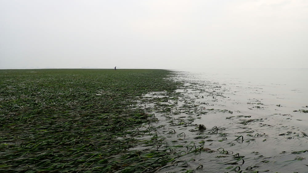a body of water with grass growing in it