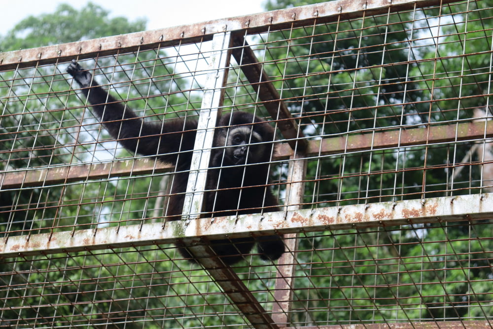 a monkey in a cage with trees in the background
