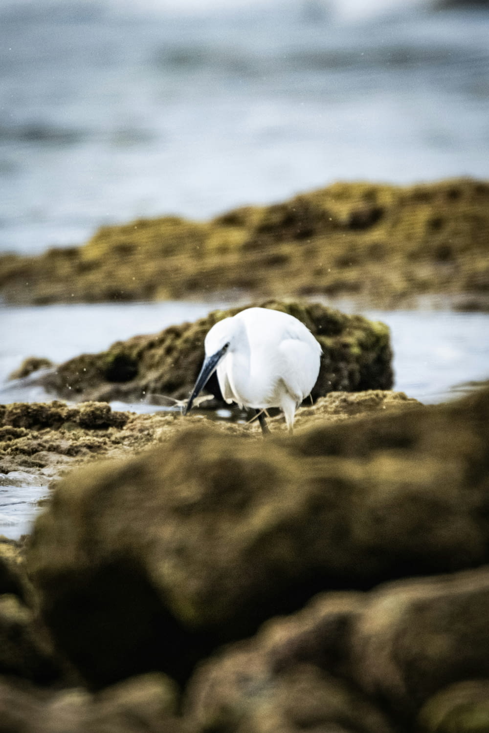 um pássaro branco em pé no topo de uma praia rochosa