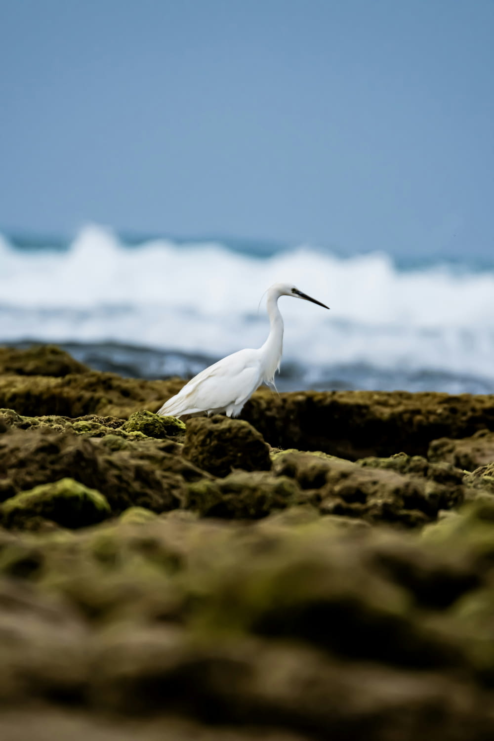 un pájaro blanco parado en la cima de una playa de arena