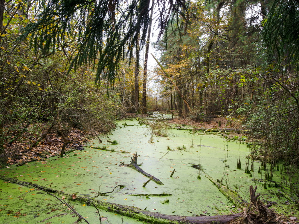 a swamp filled with lots of green algae