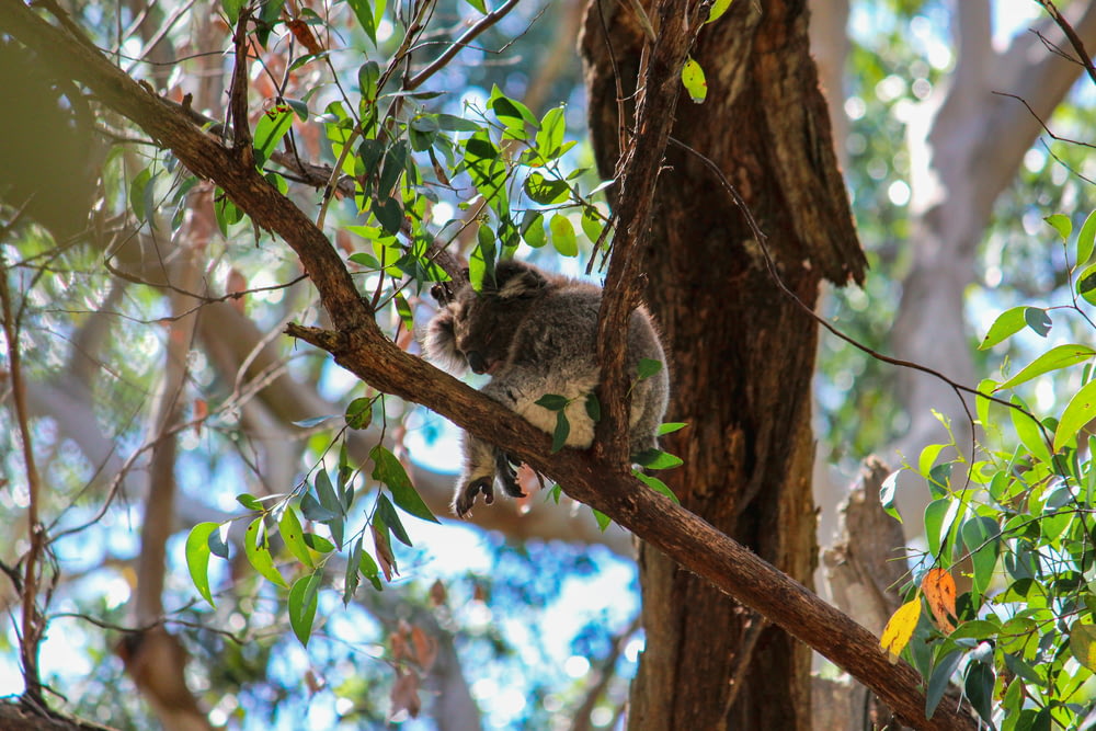 a koala sitting on a tree branch in a forest