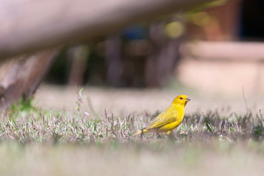 a yellow bird is standing in the grass