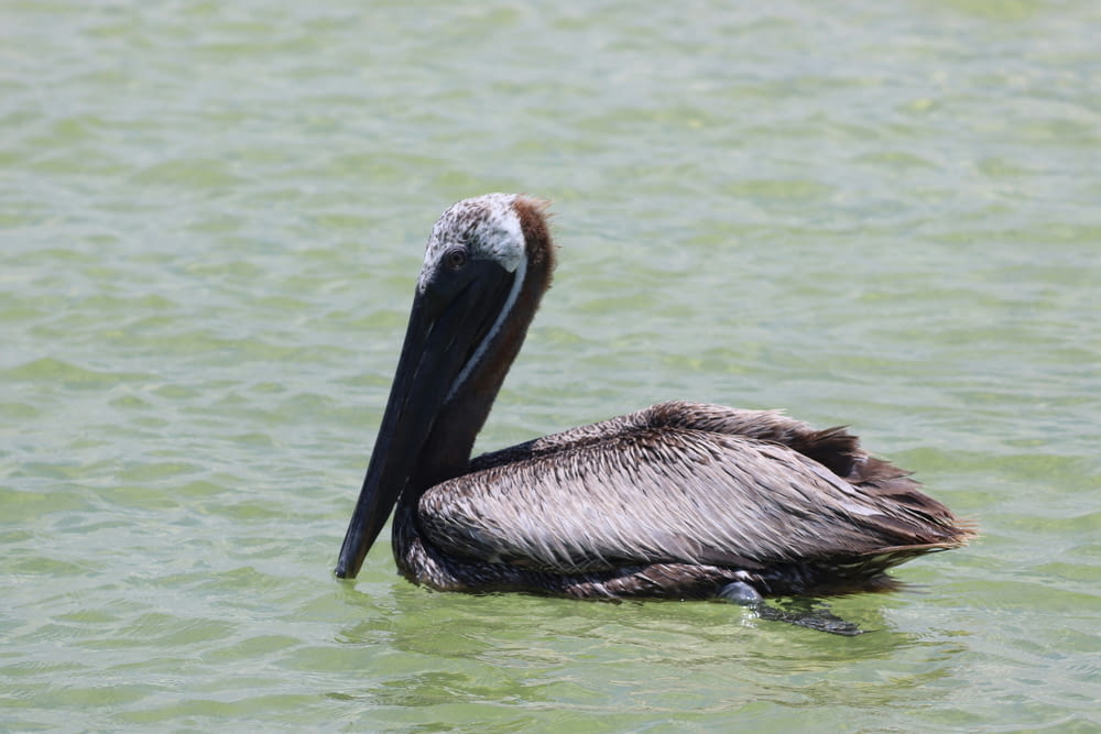 a pelican floating in a body of water