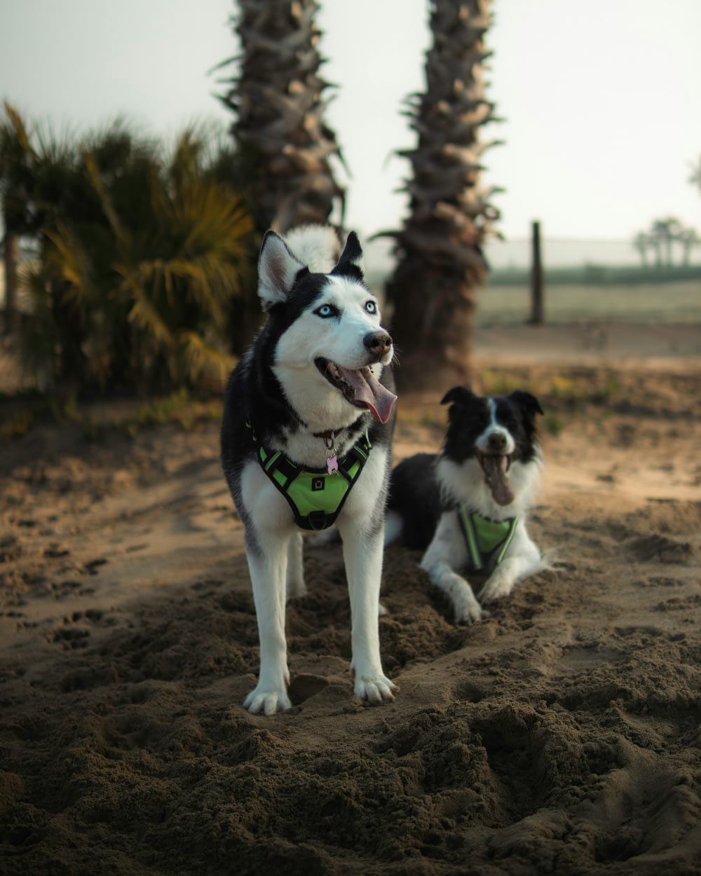 a couple of dogs that are standing in the dirt
