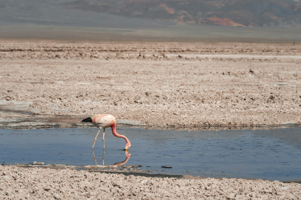a flamingo drinking water from a pond in the desert