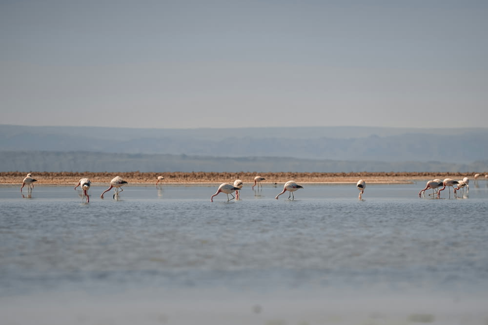 a group of flamingos wading in shallow water
