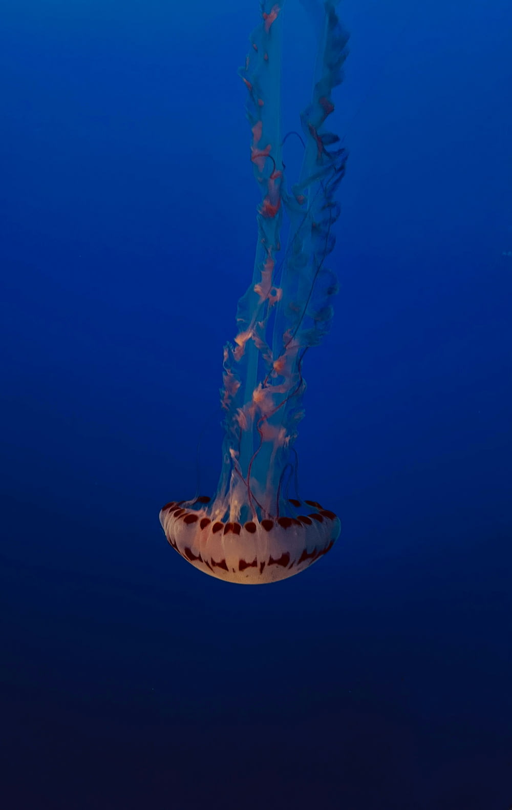 海に浮かぶ大きなクラゲ