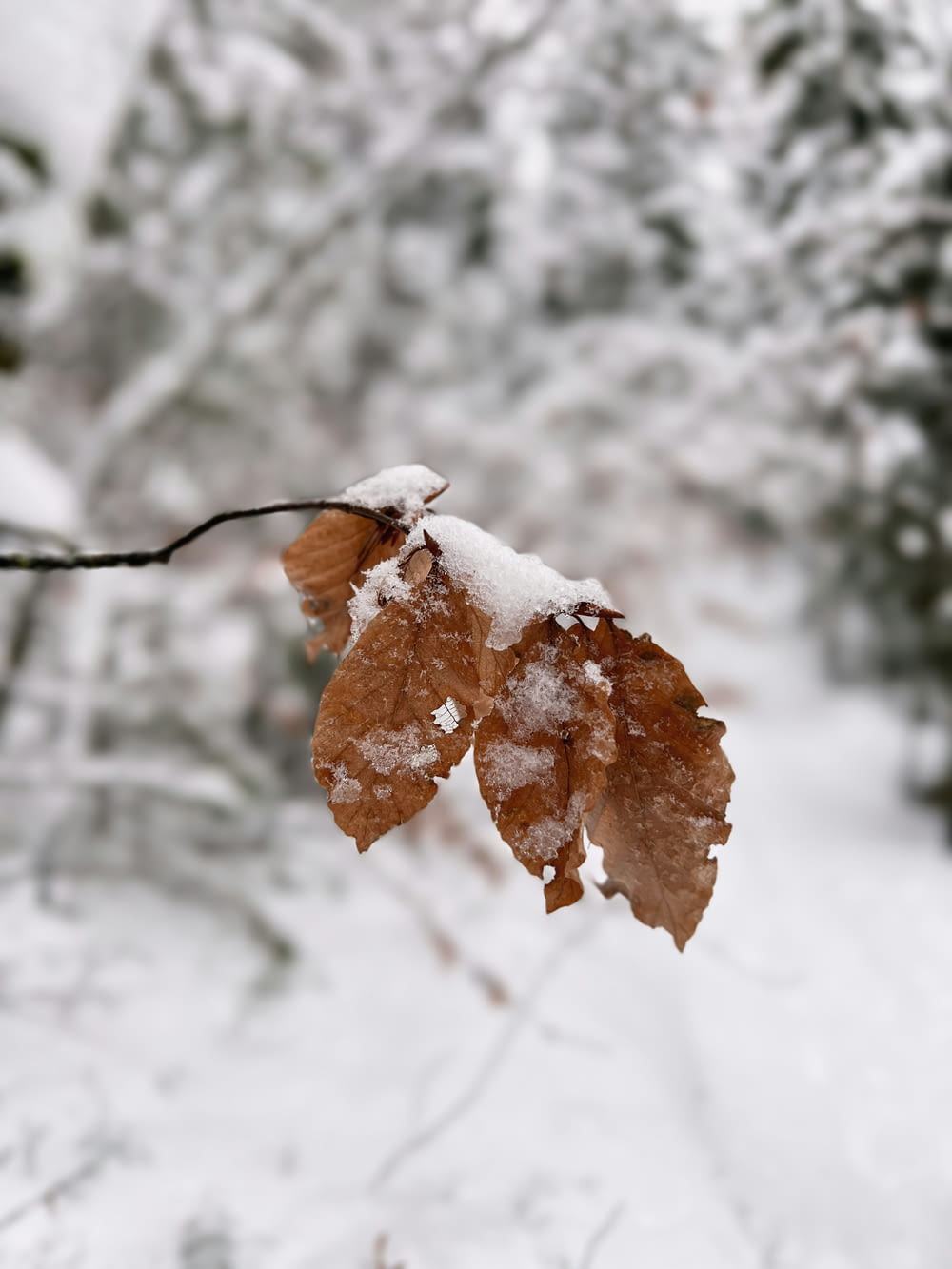 une feuille qui est sur une branche dans la neige