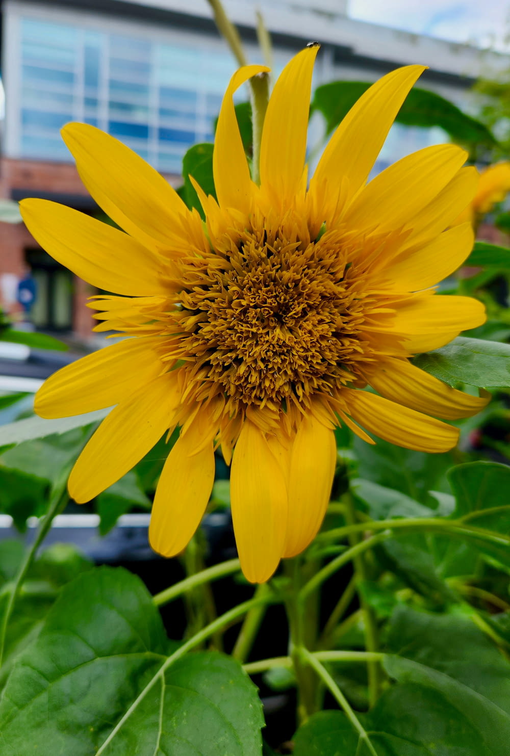 a large yellow sunflower in a garden