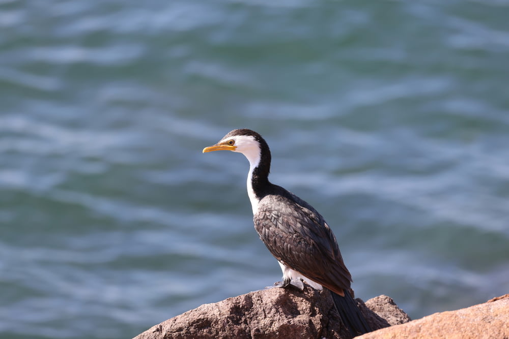 a bird sitting on top of a rock next to the ocean