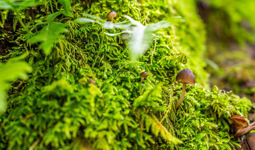 a close up of a mossy surface with mushrooms